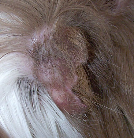 Guinea+Pig+Ear+Mites+Treatment Guinea Pig Ear Mites http://www.pic2fly.com/Guinea+Pig+Ear+Mites ...