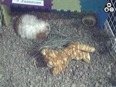 Enlarge photo 117