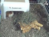 Enlarge photo 139