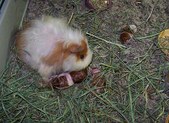 Enlarge photo 149