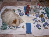 Enlarge photo 269