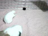 Enlarge WMV 42