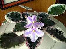 Enlarge photo 49
