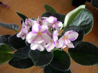 Enlarge photo 54
