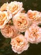 Enlarge photo 584