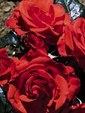 Enlarge photo 583