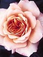 Enlarge photo 585