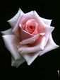 Enlarge photo 586