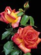 Enlarge photo 588