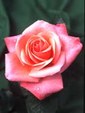 Enlarge photo 589