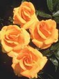 Enlarge photo 591