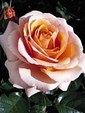 Enlarge photo 592