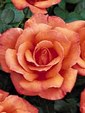 Enlarge photo 593