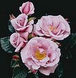 Enlarge photo 594