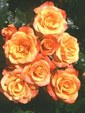 Enlarge photo 595