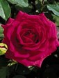 Enlarge photo 596