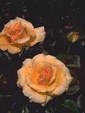 Enlarge photo 598