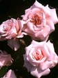 Enlarge photo 599