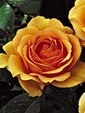 Enlarge photo 606