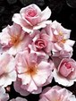Enlarge photo 609