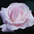 Enlarge photo 612
