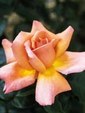 Enlarge photo 613