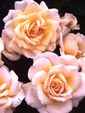 Enlarge photo 614