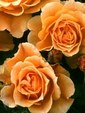 Enlarge photo 619
