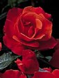 Enlarge photo 623