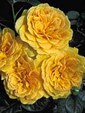 Enlarge photo 629