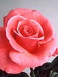 Enlarge photo 630