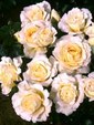 Enlarge photo 641