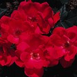 Enlarge photo 647