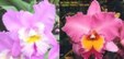 Enlarge photo 651