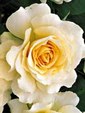 Enlarge photo 653