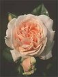 Enlarge photo 655