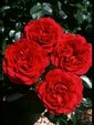Enlarge photo 657