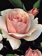 Enlarge photo 660