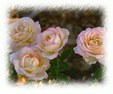 Enlarge photo 672
