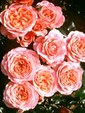 Enlarge photo 674