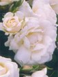Enlarge photo 677