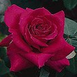 Enlarge photo 679