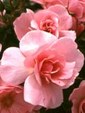 Enlarge photo 680