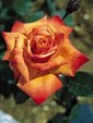 Enlarge photo 683