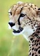Enlarge photo 42