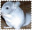 Enlarge photo 443