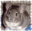 Enlarge photo 444
