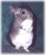 Enlarge photo 447