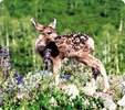 Enlarge photo 71