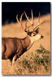 Enlarge photo 77
